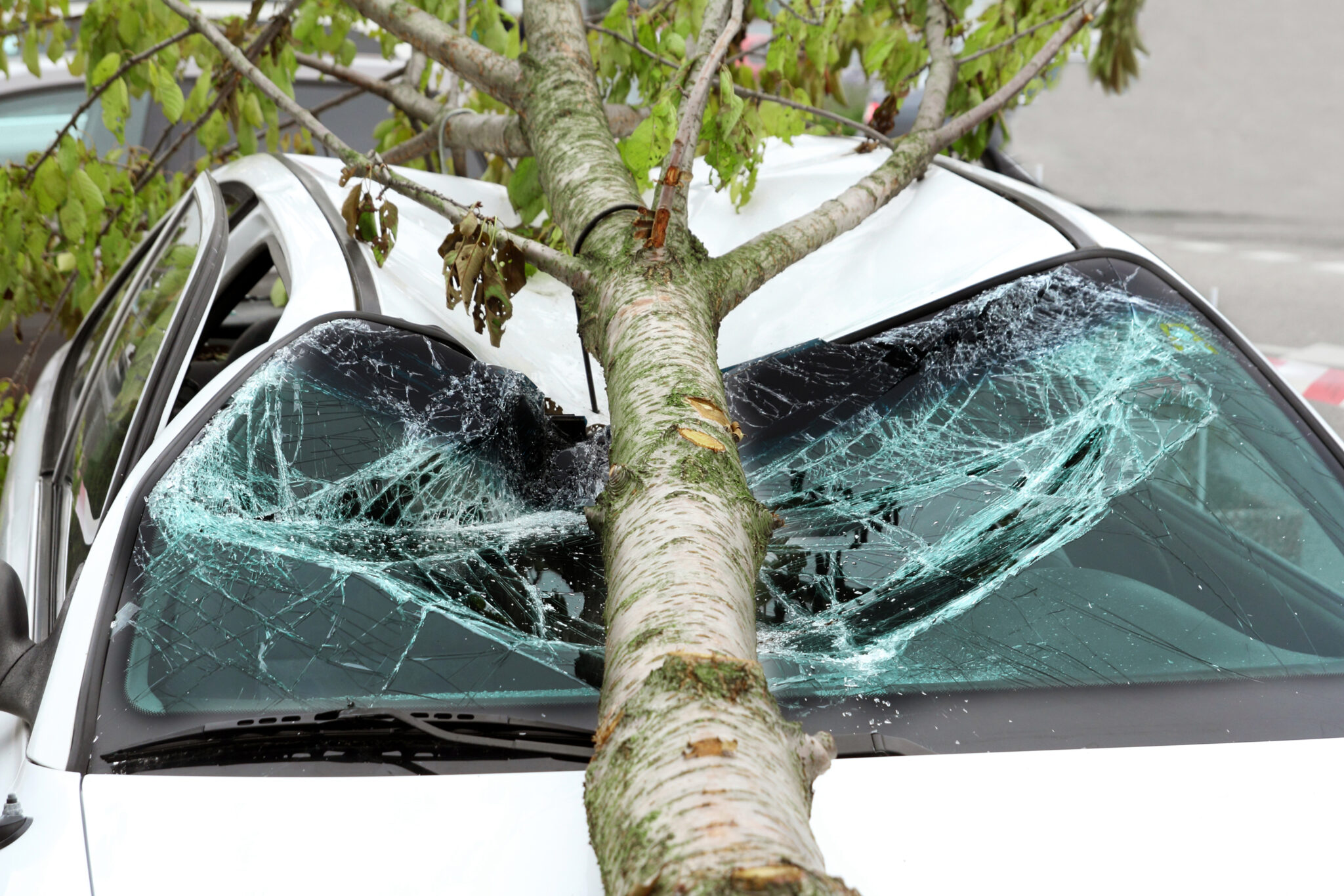 Car damaged by fallen tree
